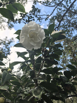 茶花