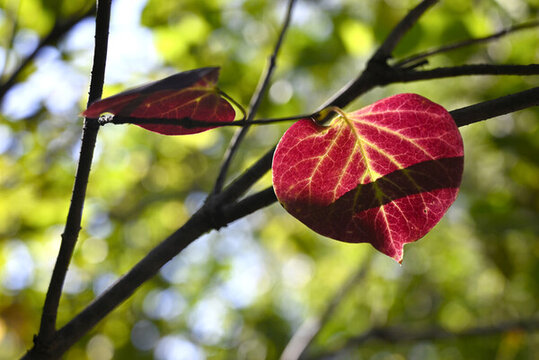紅葉