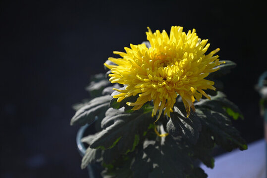 菊花