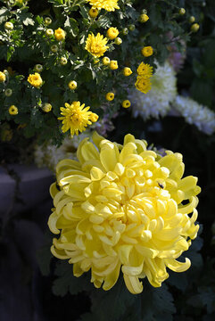 菊花