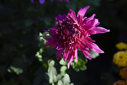 菊花