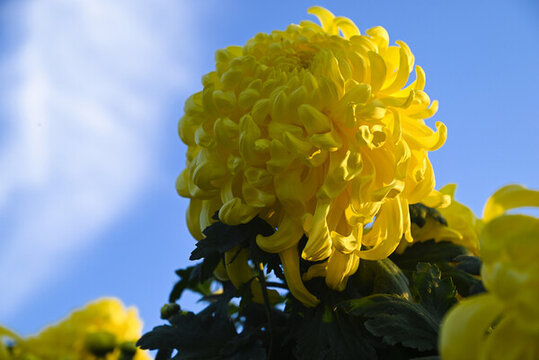 菊花