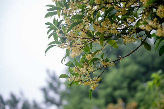唯美桂花盛開