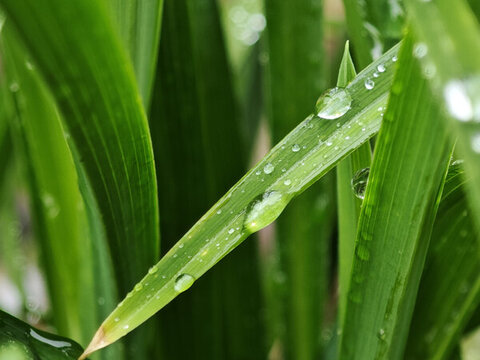 青草露水