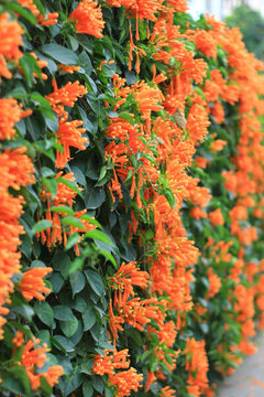 炮仗花