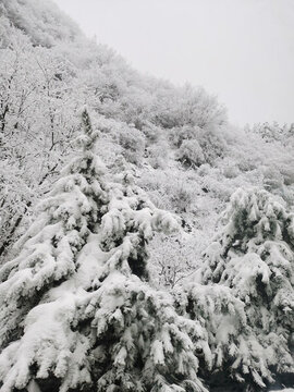 森林積雪