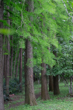 池彬