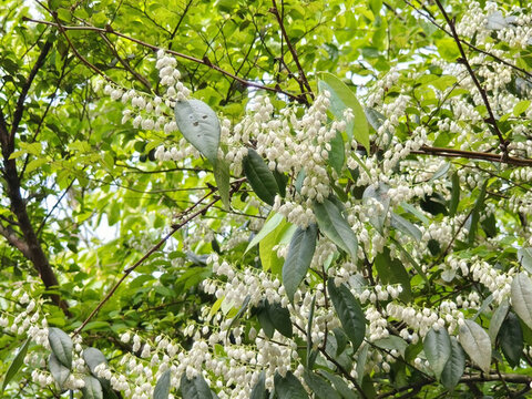 野桂花