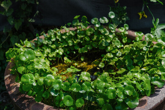 銅錢草植物綠色戶外缸園藝特寫