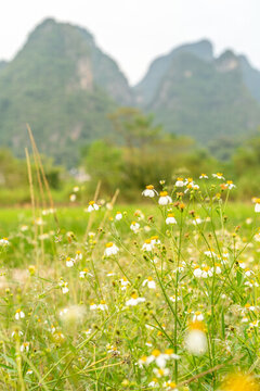 戶外小雛菊特寫圖