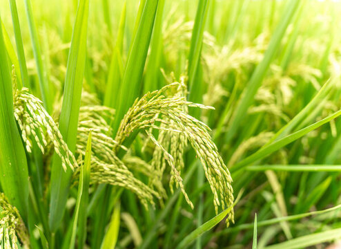 十里畫廊景區(qū)稻田風(fēng)光