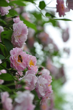 薔薇花開