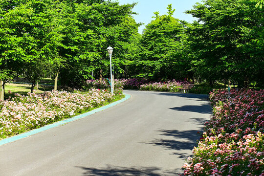 顧村公園月季