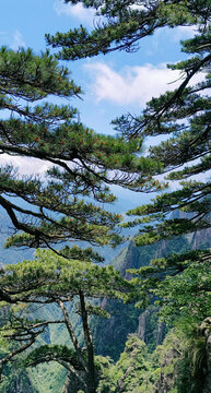 黃山