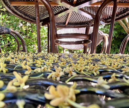 桂花金秋