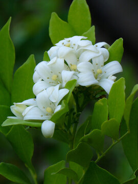 九里香的開(kāi)花期