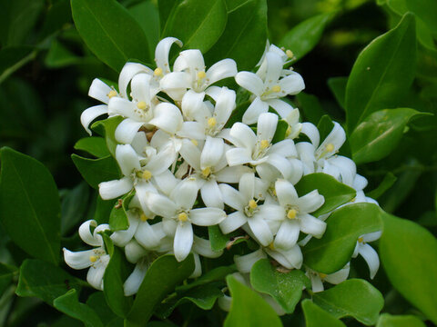 九里香的開花期