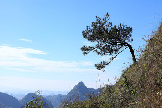 高山松樹