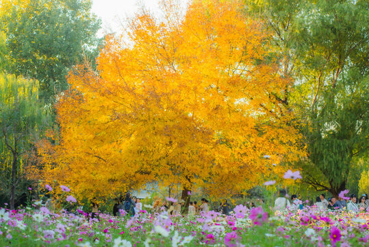 莫奈花園