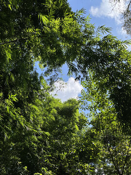 成都崇州道明竹藝村