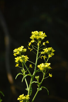 油菜花
