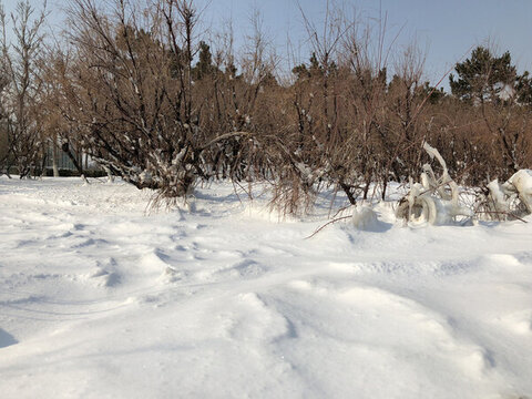 雪地