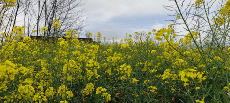 油菜花