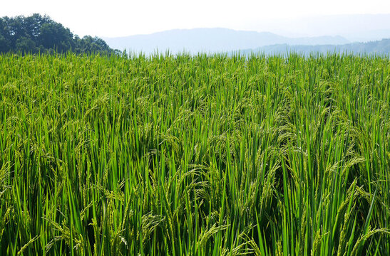 稻田田野