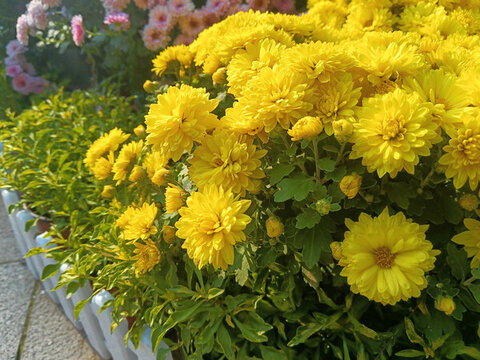 菊花