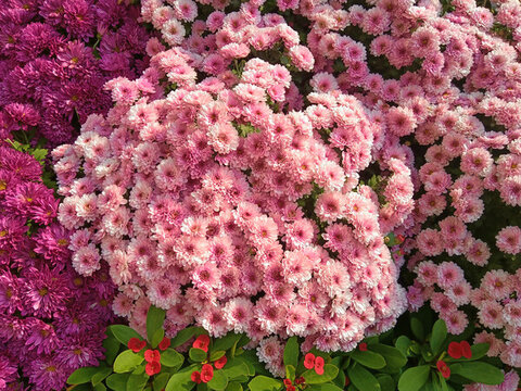 菊花