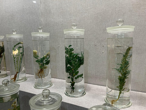 藏醫(yī)藥藥用植物標(biāo)本