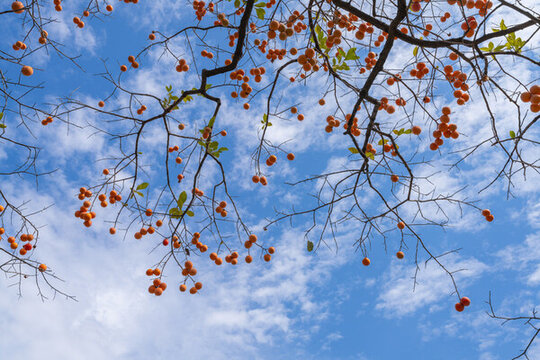 藍(lán)天白云柿子樹成熟的紅柿子
