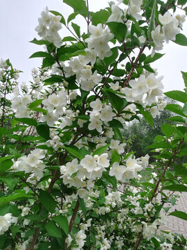 漂亮清香的小白花