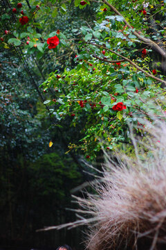 日本京都紅色朱槿花