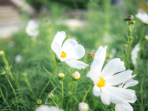 波斯菊
