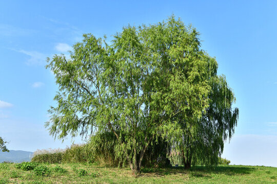 藍天白云陽光綠樹綠草地