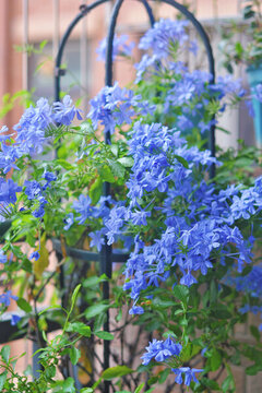 藍(lán)雪花