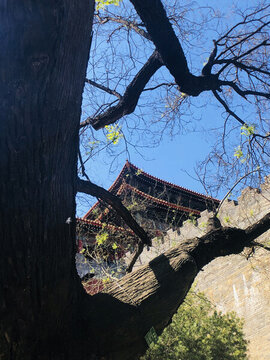 北京故宮古建筑角樓古樹