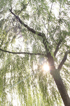 西安風(fēng)景