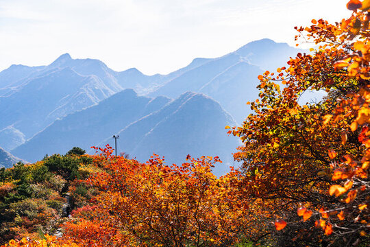 秋季山林紅葉美景風光