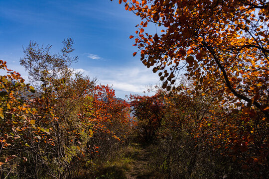 秋天的滿山紅葉美景