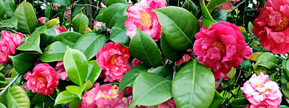 山茶花