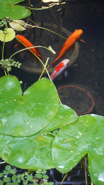 魚與荷