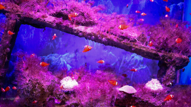 小丑魚