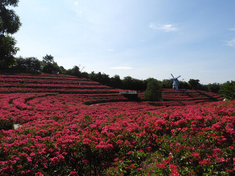壯觀三角梅花園