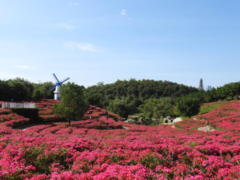 青秀山三角梅花園