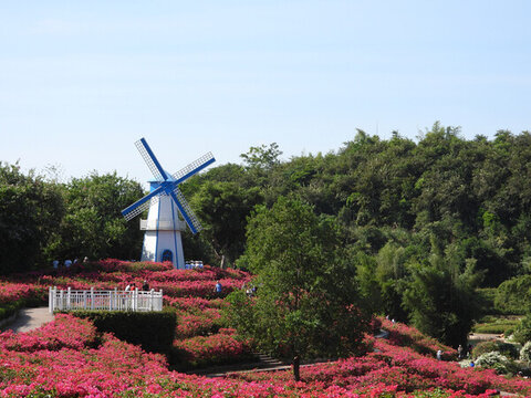 青秀山三角梅花園