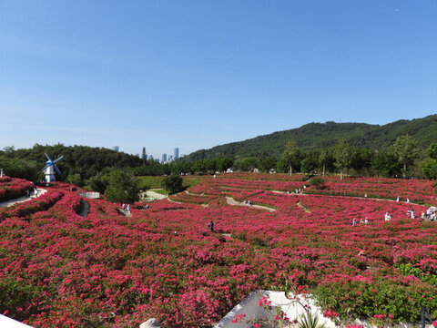 青秀山三角梅花園