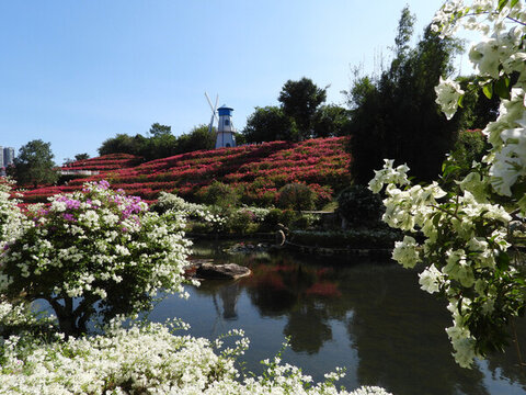 花海三角梅