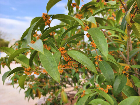 桂花樹